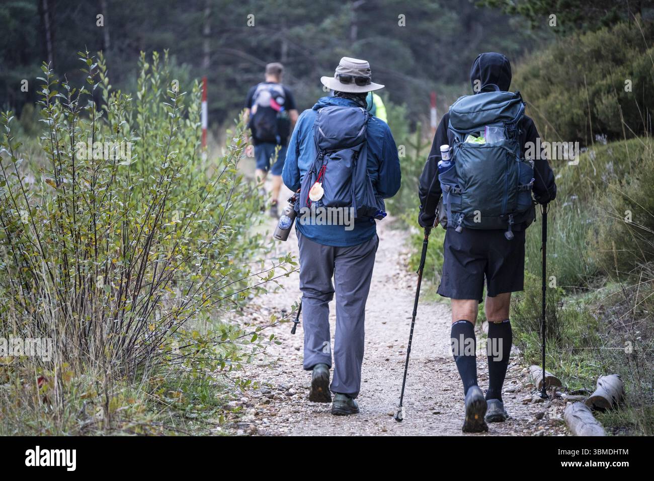Pèlerins sur le Camino de Santiago marchant dans la forêt de la colline de Foncebadon, région de Bierzo, Castille-et-Léon, Espagne, Europe Banque D'Images
