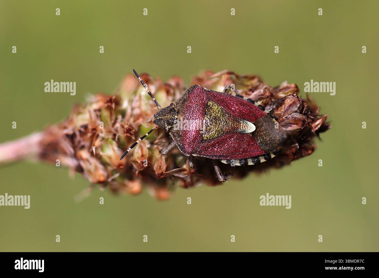 Insecte de protection des cheveux alias sloe Bug Dolycoris baccarum Banque D'Images