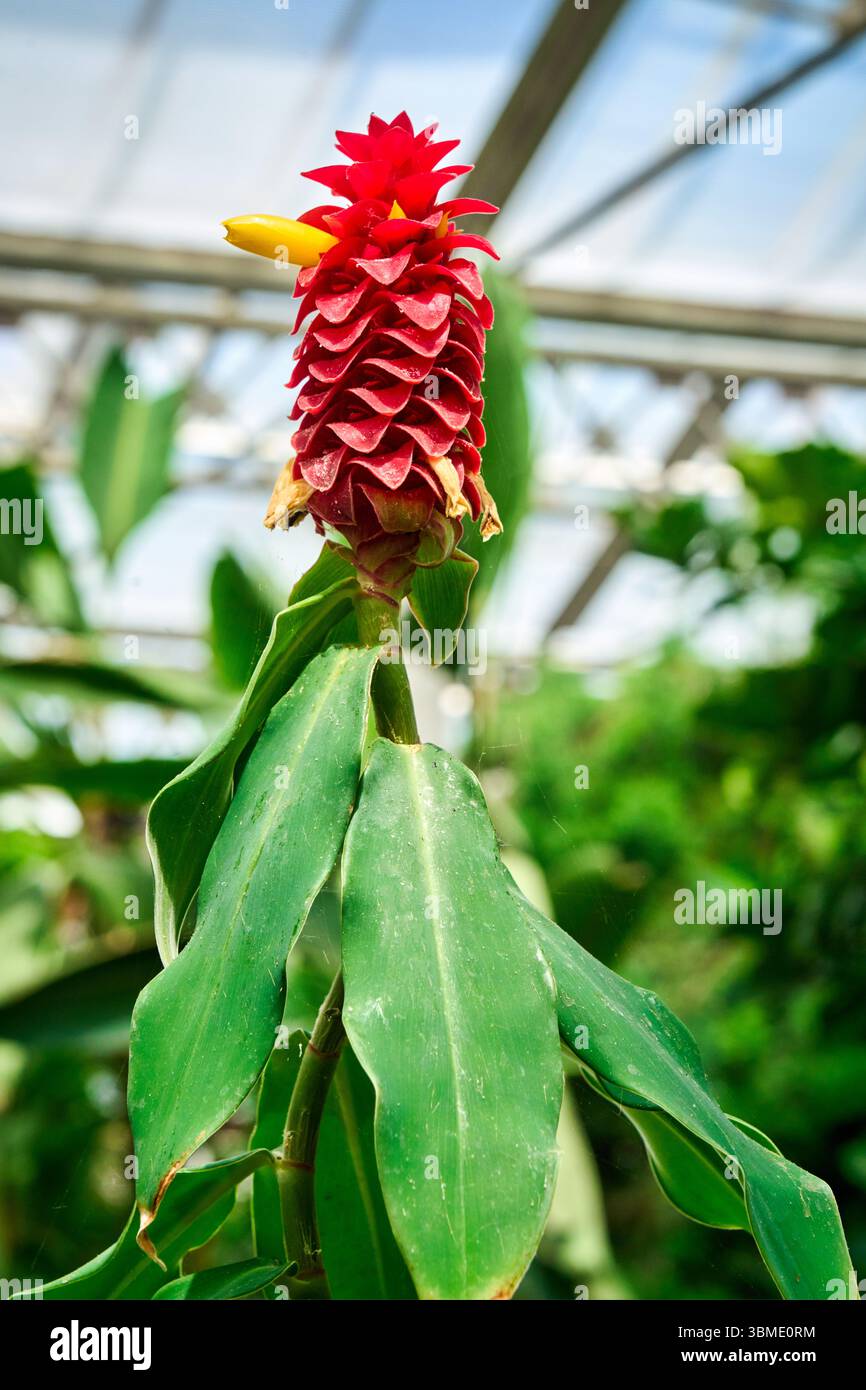 Costus barbatus, gingembre en spirale, gingembre rouge, Costus comosus, Invernadero del Palacio de cristal, Crystal Palace Greenhouse, Arganzuela, Madrid, Espagne Banque D'Images