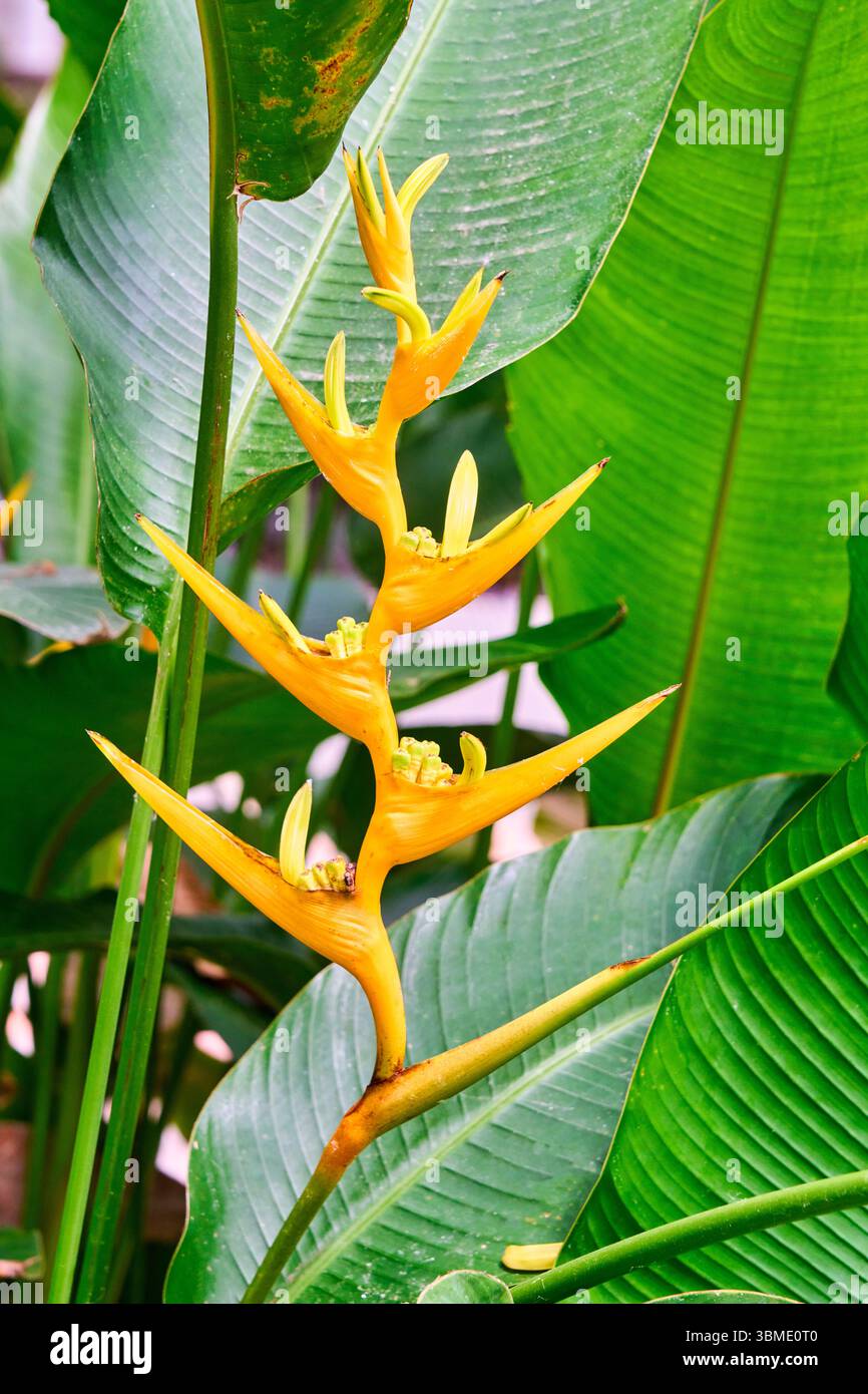 Ave del Paraiso, oiseau de paradis, Heliconia latispatha, famille des Heliconiaceae, Invernadero del Palacio de cristal, Crystal Palace Greenhouse, AR Banque D'Images