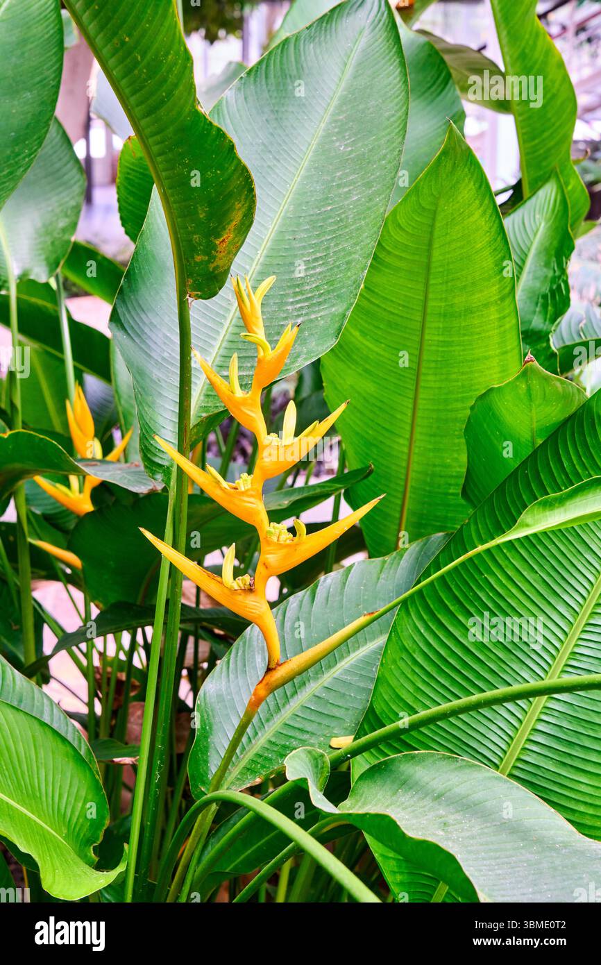 Ave del Paraiso, oiseau de paradis, Heliconia latispatha, famille des Heliconiaceae, Invernadero del Palacio de cristal, Crystal Palace Greenhouse, AR Banque D'Images