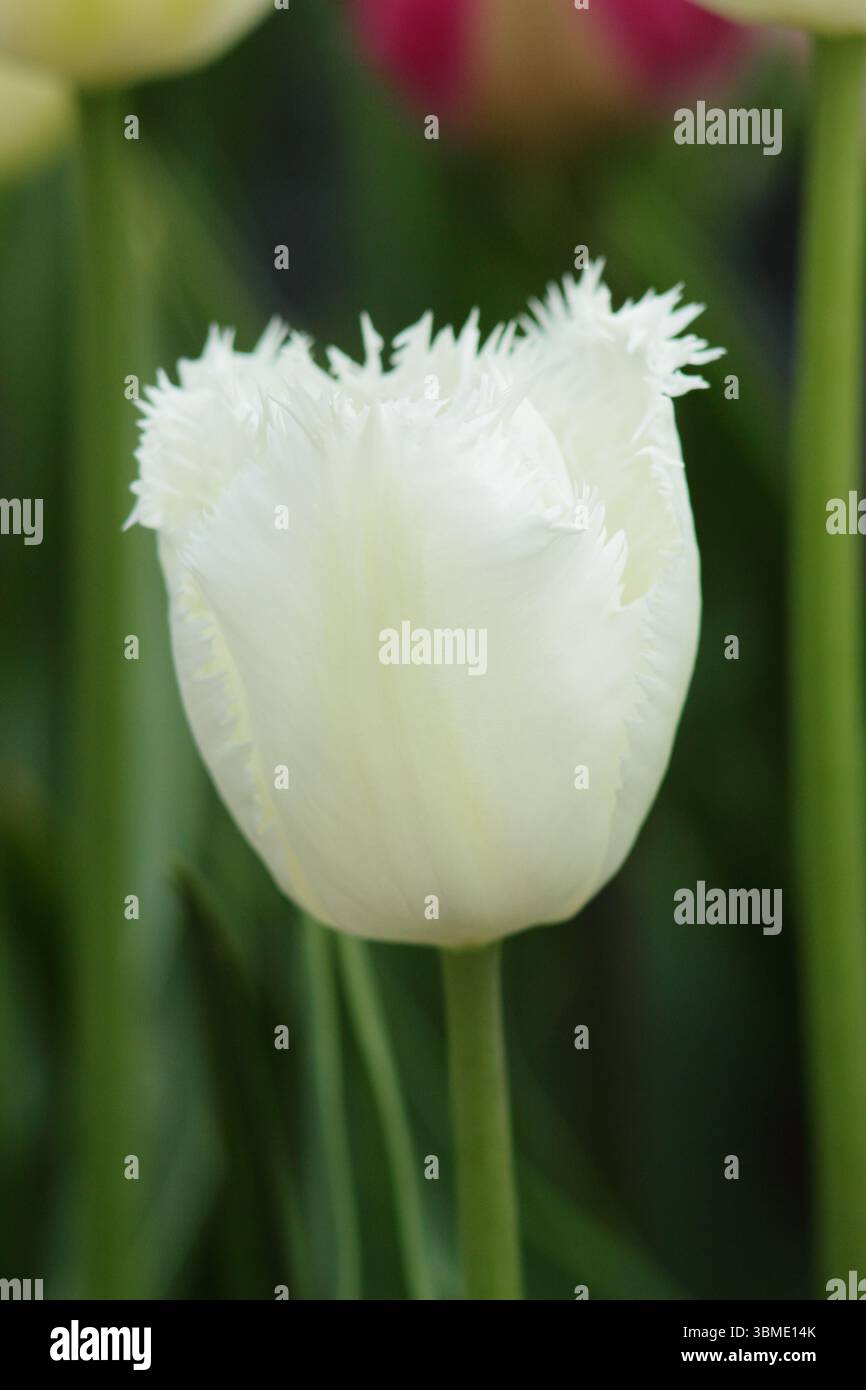 Tulipa 'Honeymoon'. Fleurs blanches frangées de Tulip Honeymoon floraison en avril. ROYAUME-UNI Banque D'Images
