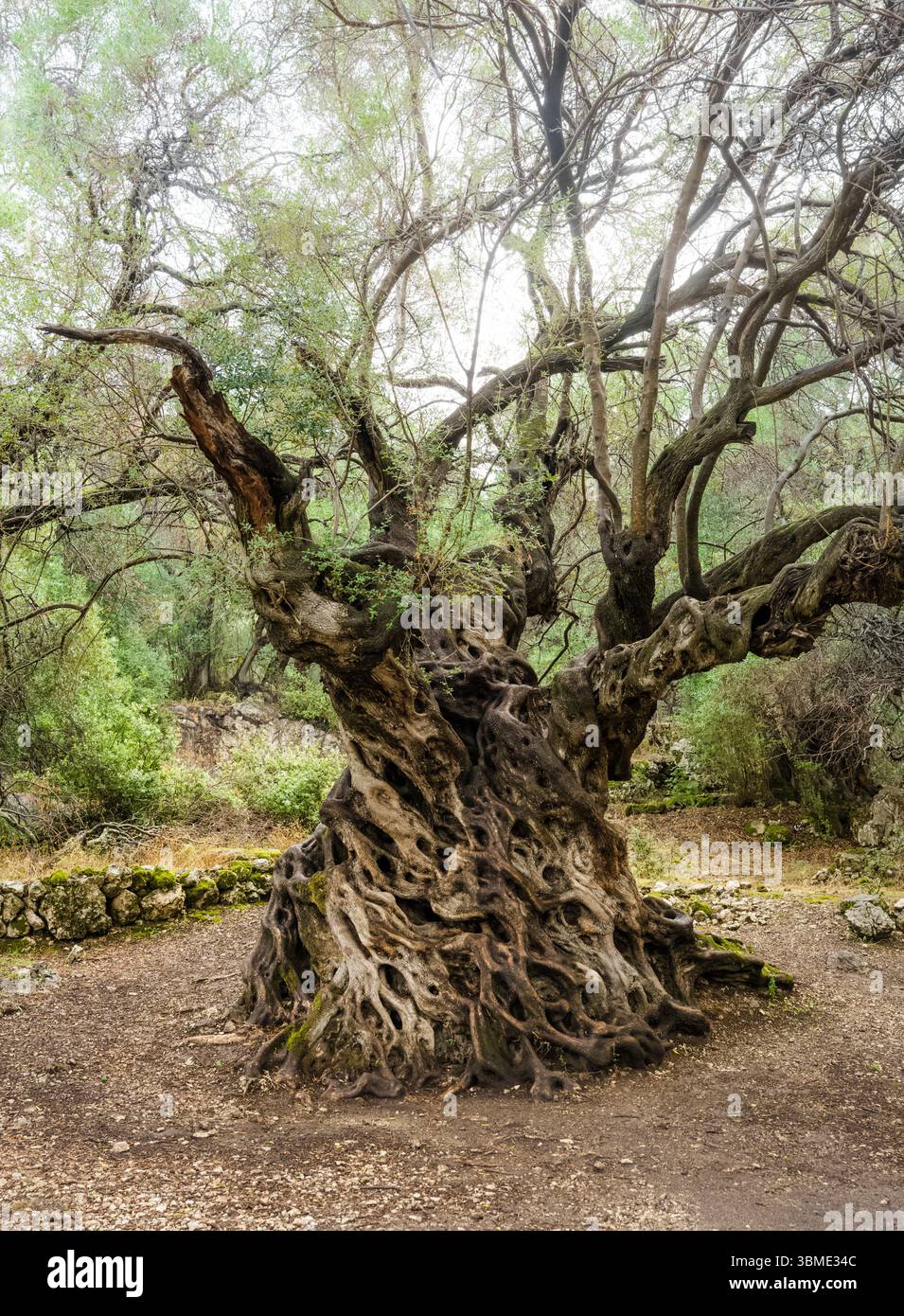 Antique Mitera Olive Tree, île de Corfou Banque D'Images