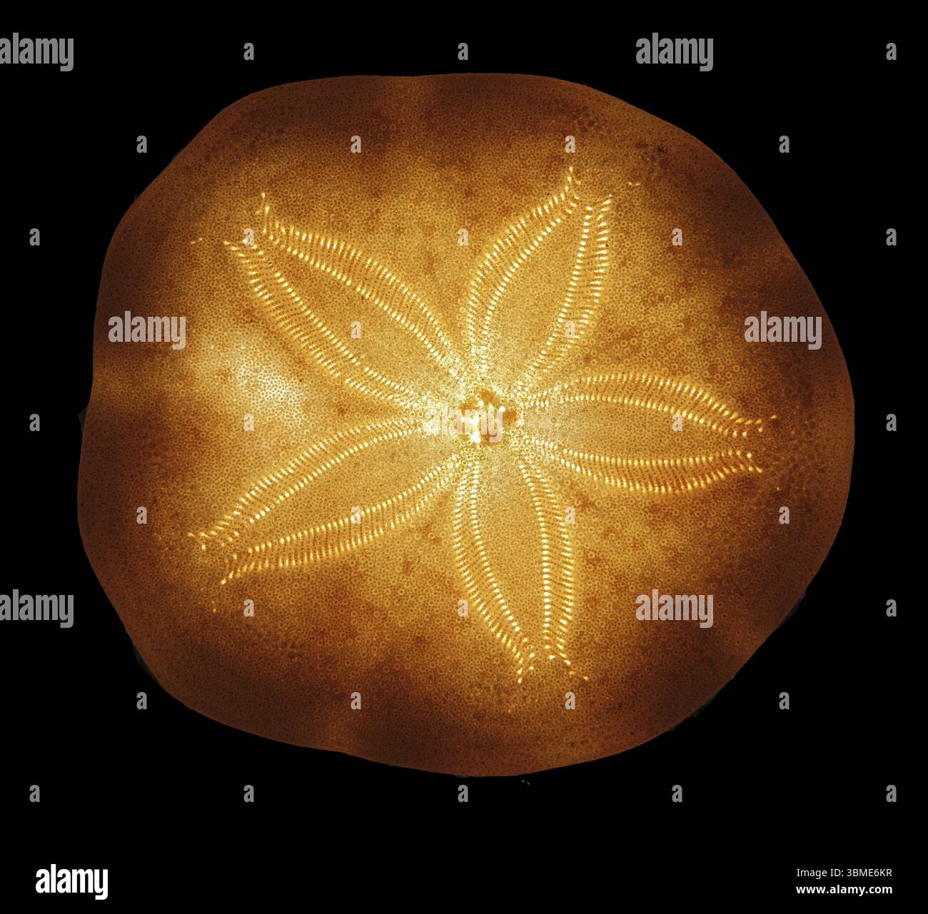 Bivalve (Bivalvia) avec motif de trous en forme d'étoile en lumière transmise, photographie de studio, Allemagne, Europe Banque D'Images