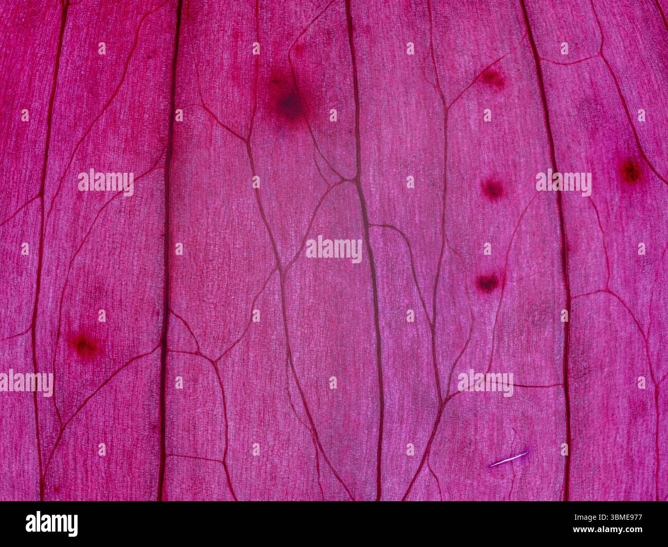 Peau d'un oignon rouge, oignon, oignon de cuisine, en lumière transmise, contre-jour, détail, photo studio, photo macro, Allemagne, Europe Banque D'Images