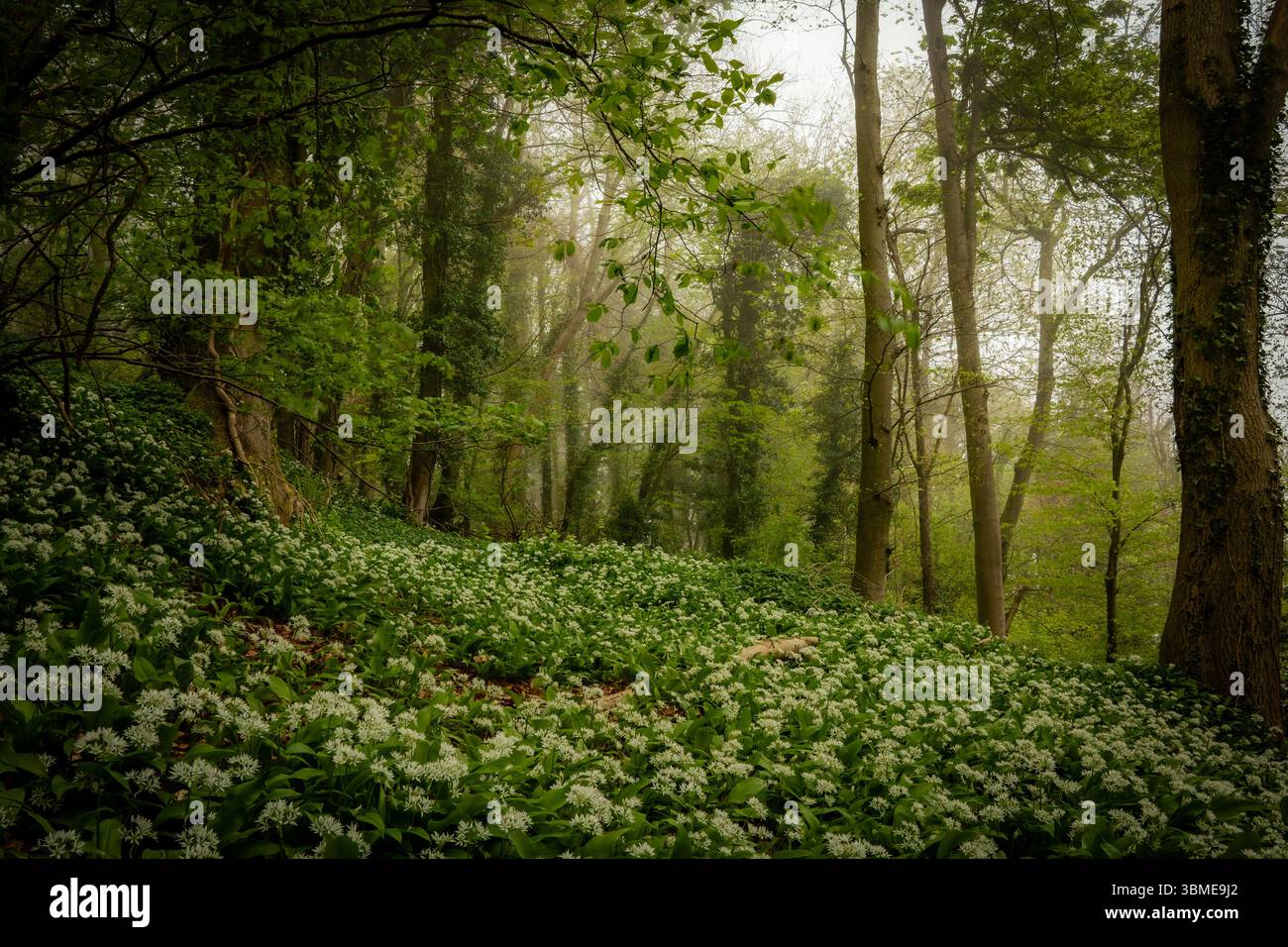 Tapis printanier d'ail sauvage en pleine floraison sur le sol forestier d'une ancienne forêt au Royaume-Uni. Une atmosphère brumeuse et enchanteresse avec une lumière tamisée Banque D'Images