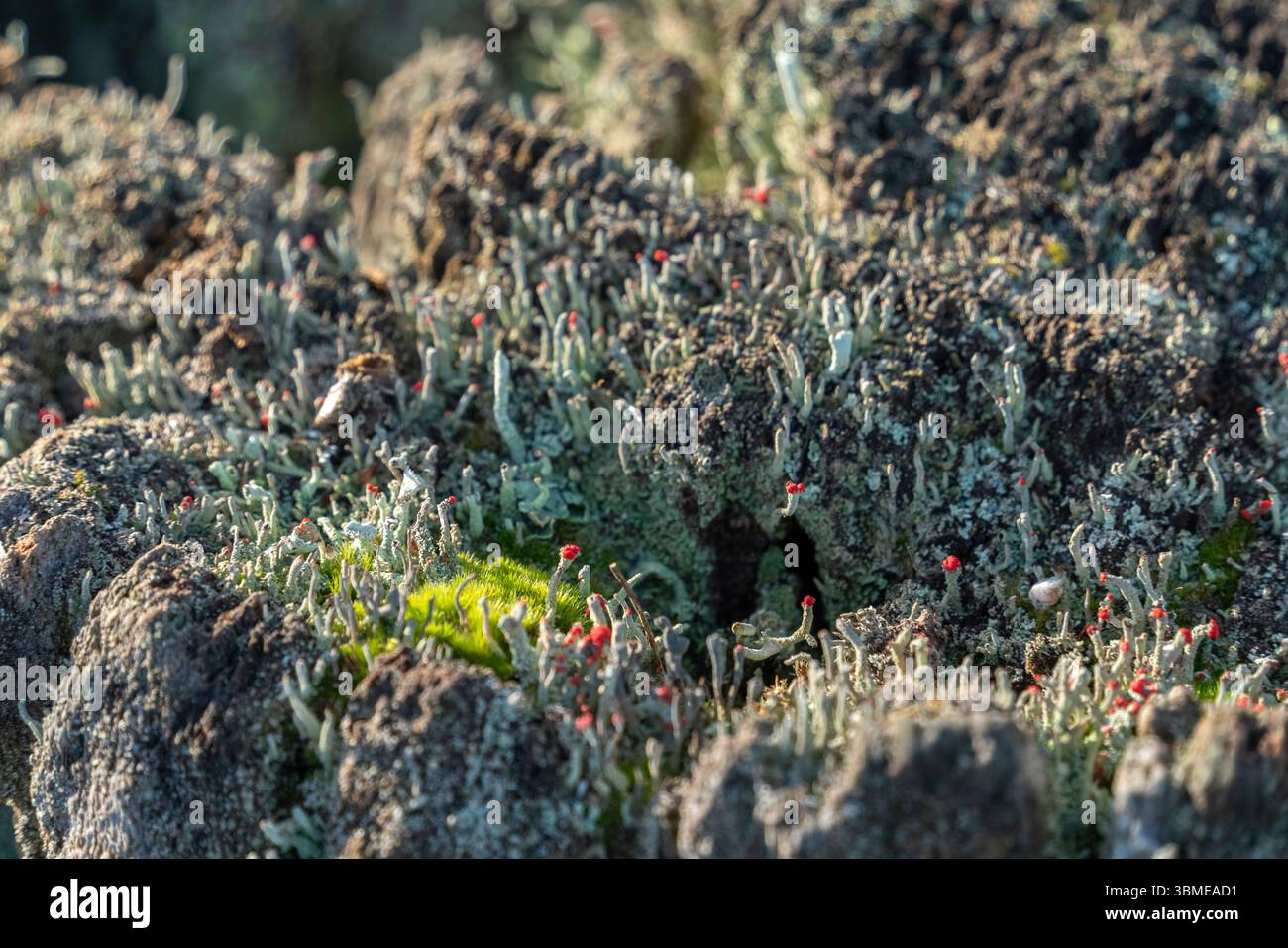 Gros plan montrant de la mousse et du lichen sur un tronc d'arbre Banque D'Images