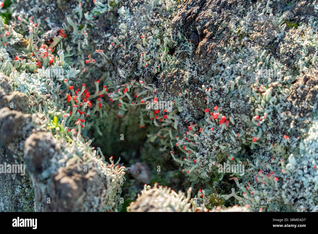 Gros plan montrant diverses mousses et lichen sur un tronc d'arbre Banque D'Images