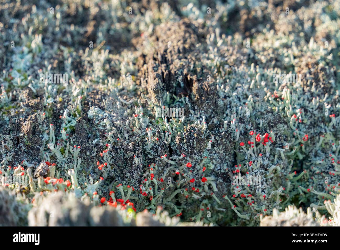 Gros plan montrant diverses mousses et lichen sur un tronc d'arbre Banque D'Images