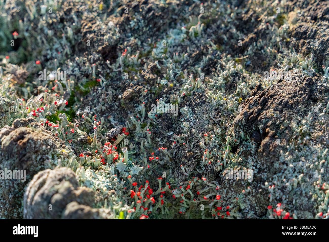 Gros plan montrant diverses mousses et lichen sur un tronc d'arbre Banque D'Images