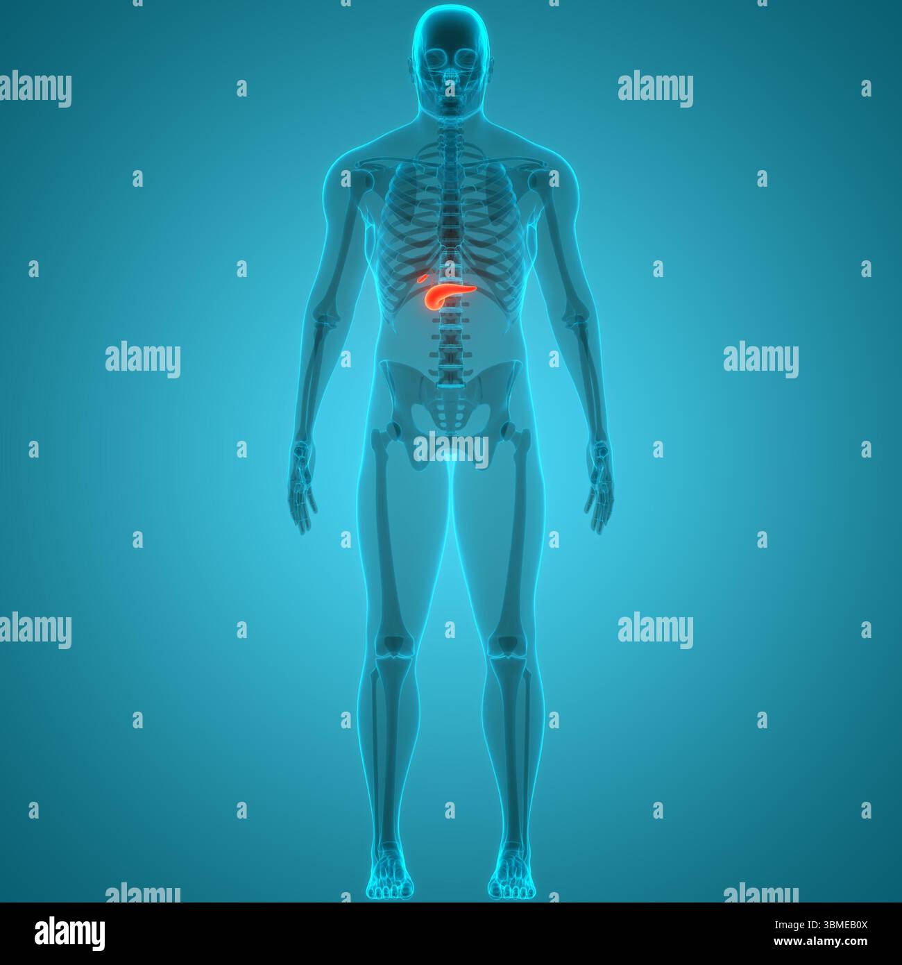 Organes internes humains pancréas avec vésicule biliaire Anatomie Banque D'Images