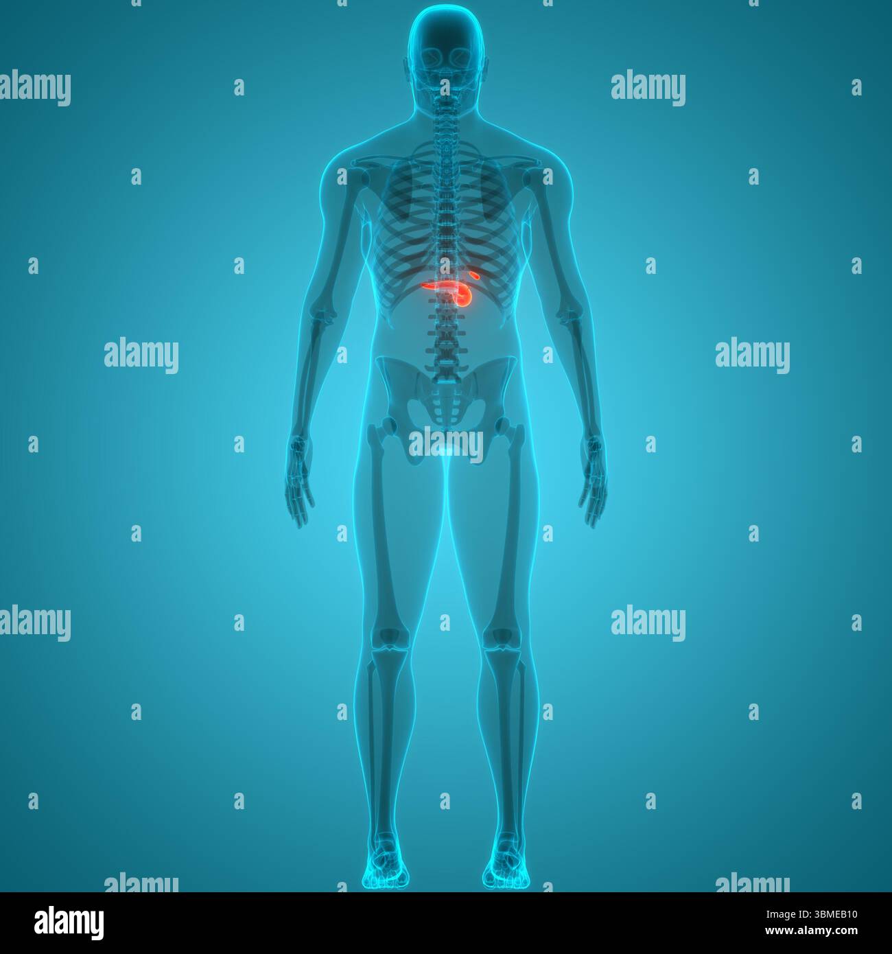 Organes internes humains pancréas avec vésicule biliaire Anatomie Banque D'Images