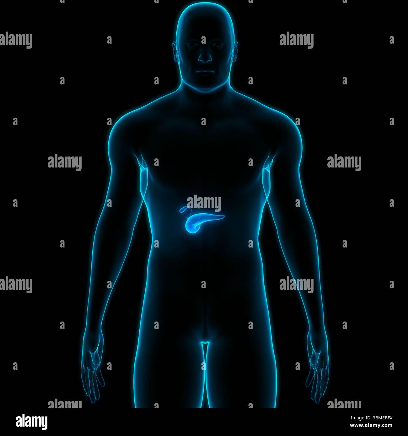 Organes internes humains pancréas avec vésicule biliaire Anatomie Banque D'Images