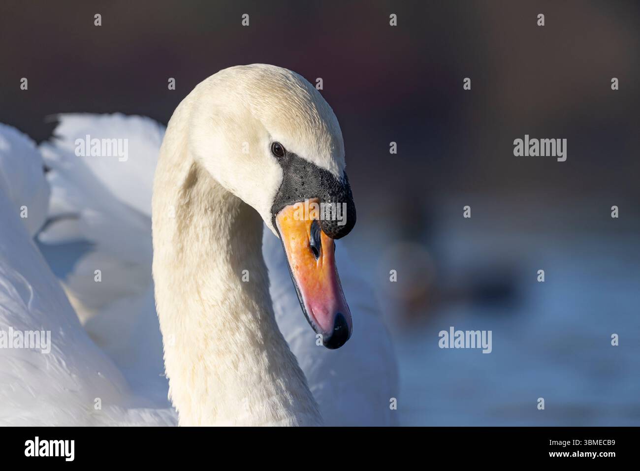 Gros plan sur une tête de cygne sauvage et muette (Cygnus olor) capturée en fin d'après-midi en nageant sur l'eau. Banque D'Images