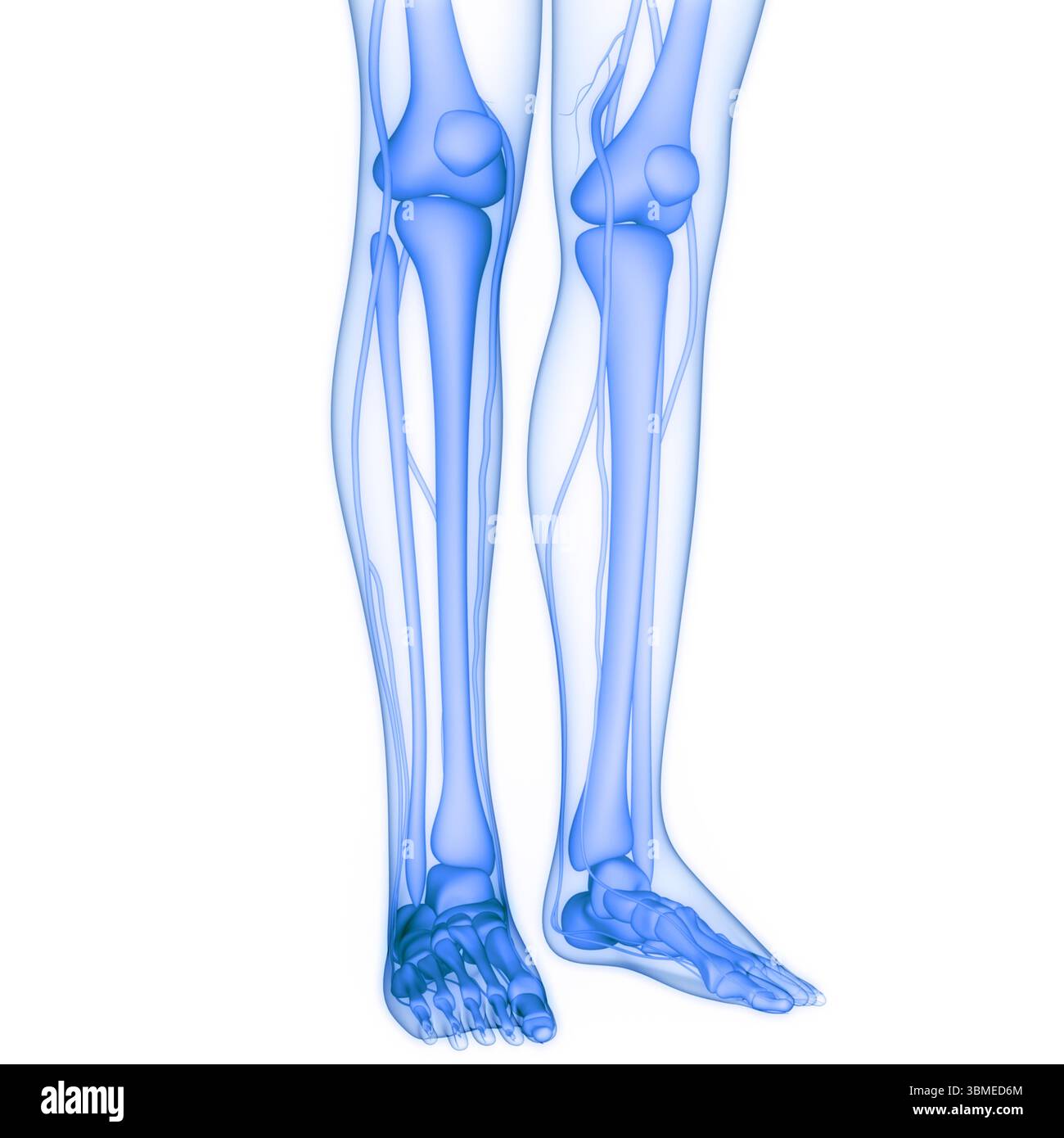 Système de squelette humain articulations osseuses des jambes Anatomie Banque D'Images
