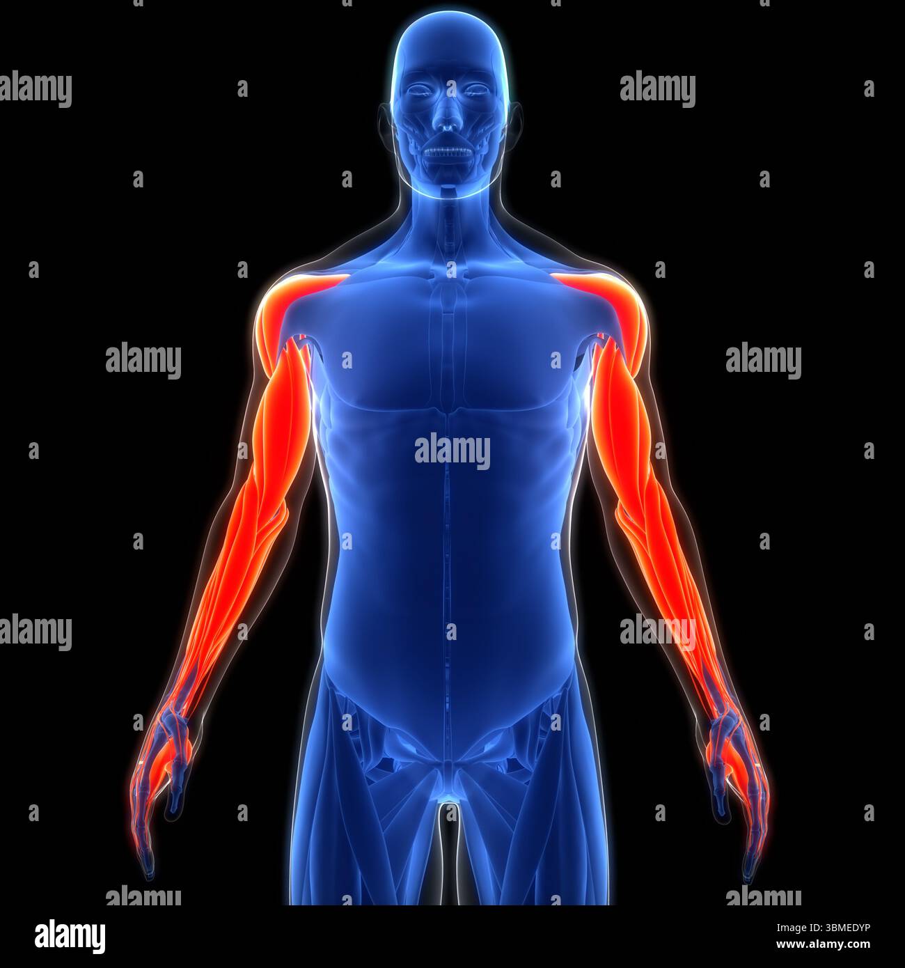 Anatomie des muscles de la main du système musculaire humain Banque D'Images
