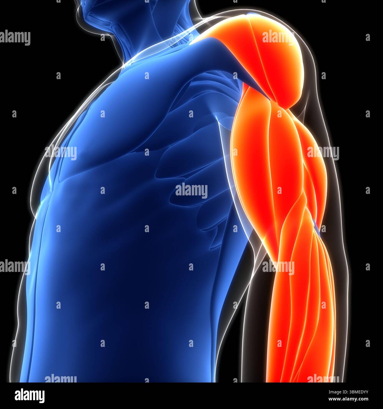 Anatomie des muscles de la main du système musculaire humain Banque D'Images