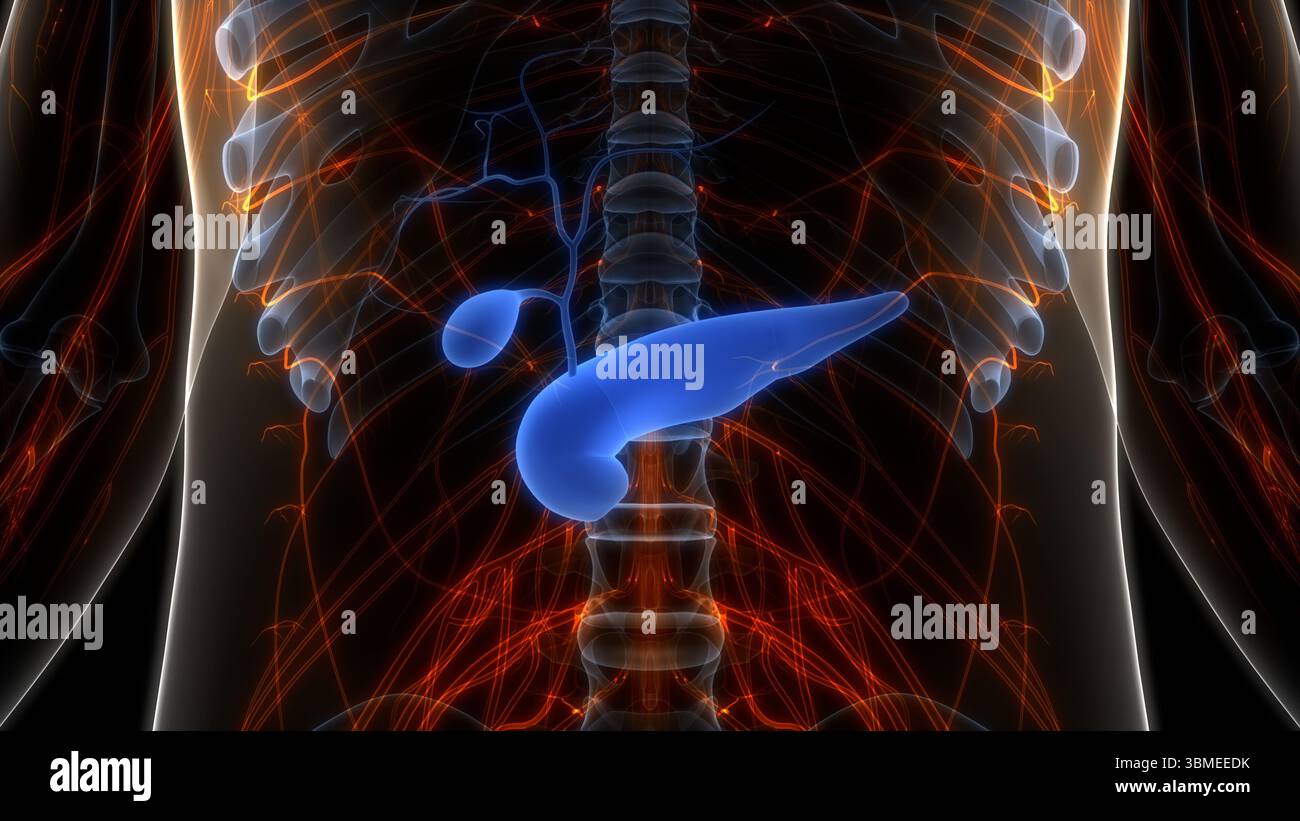 Organes internes humains pancréas avec vésicule biliaire Anatomie Banque D'Images
