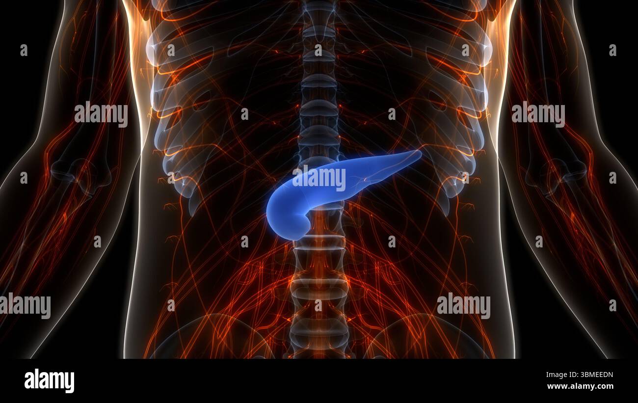 Les organes internes de l'anatomie du pancréas Banque D'Images