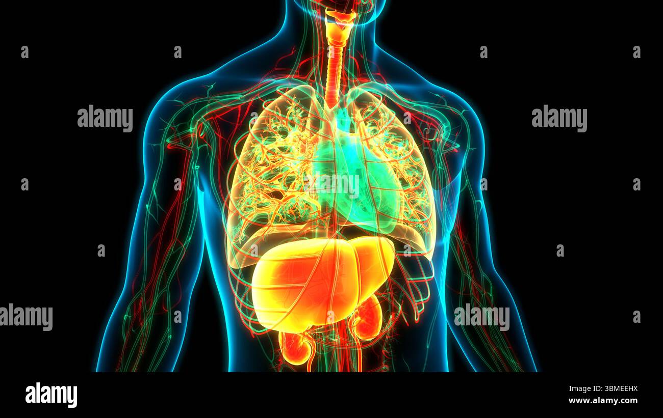 Les droits de l'anatomie des organes internes Banque D'Images