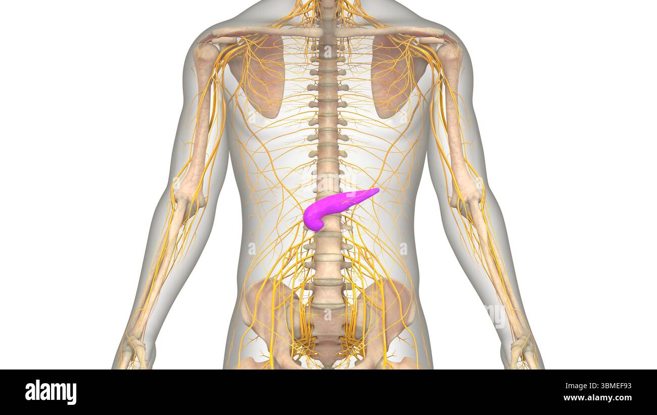 Les organes internes de l'anatomie du pancréas Banque D'Images