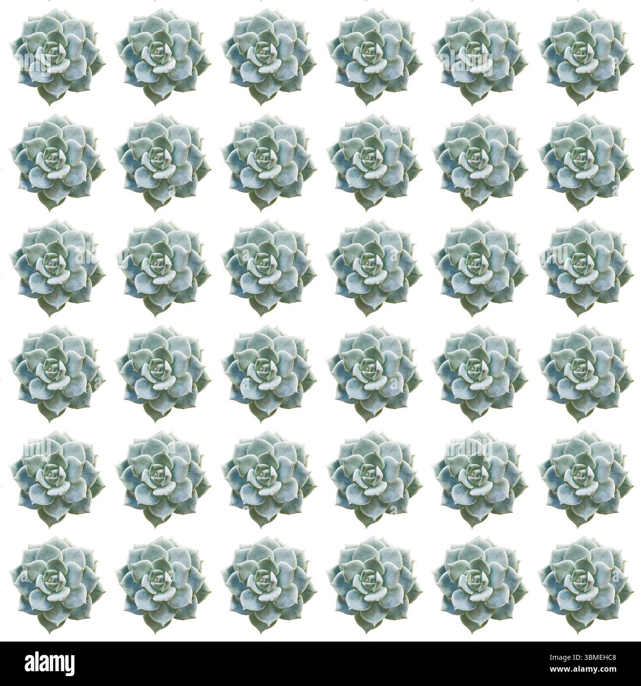 Motif de plantes succulentes motif sans couture dans des couleurs vertes vibrantes sur fond de couleur blanche Banque D'Images