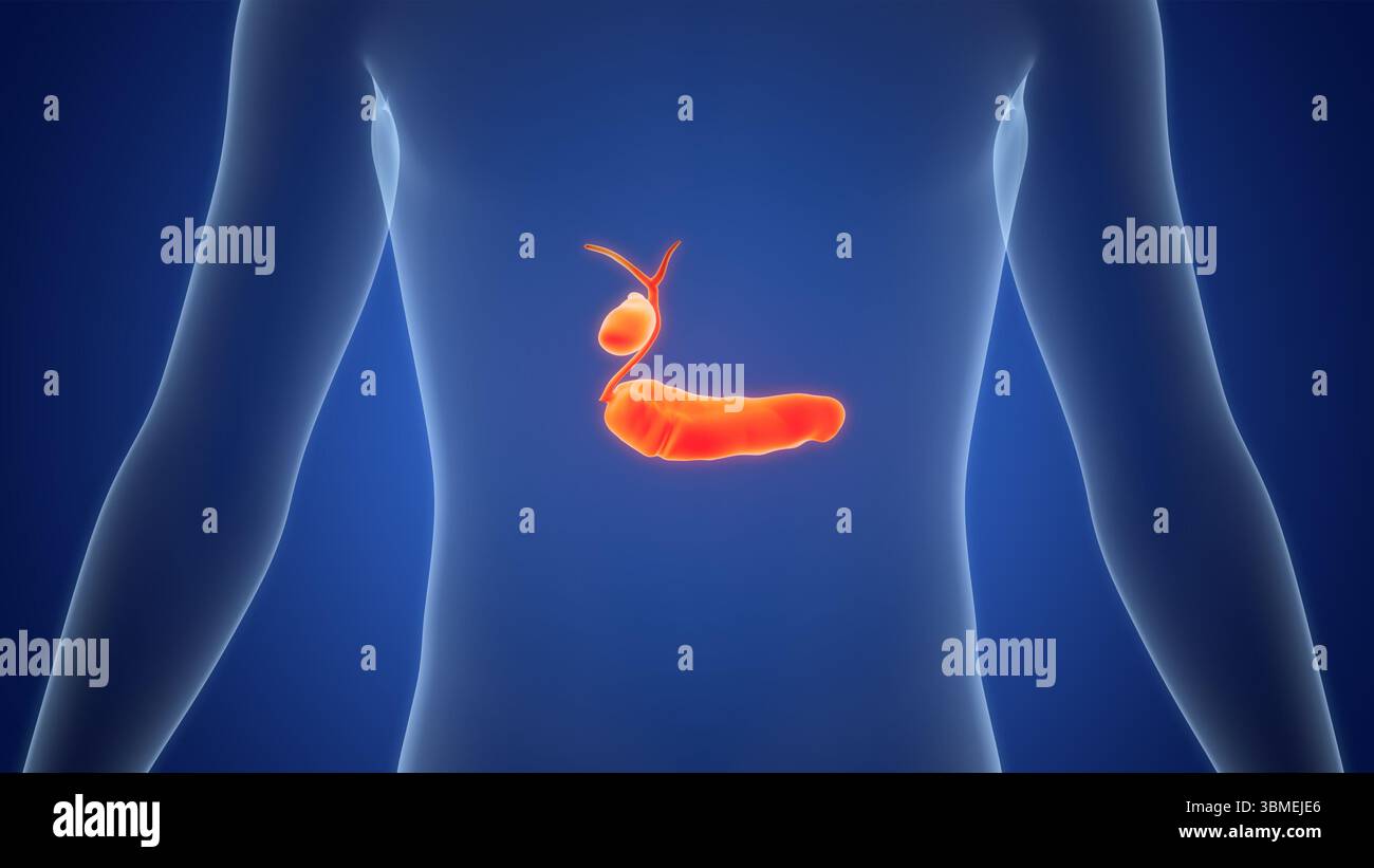 Organes internes humains pancréas avec vésicule biliaire Anatomie Banque D'Images
