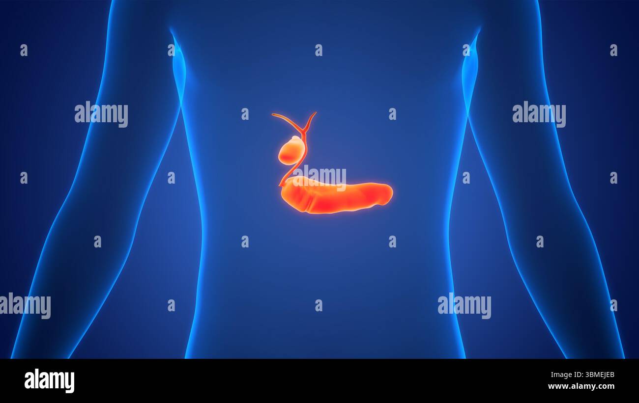 Organes internes humains pancréas avec vésicule biliaire Anatomie Banque D'Images