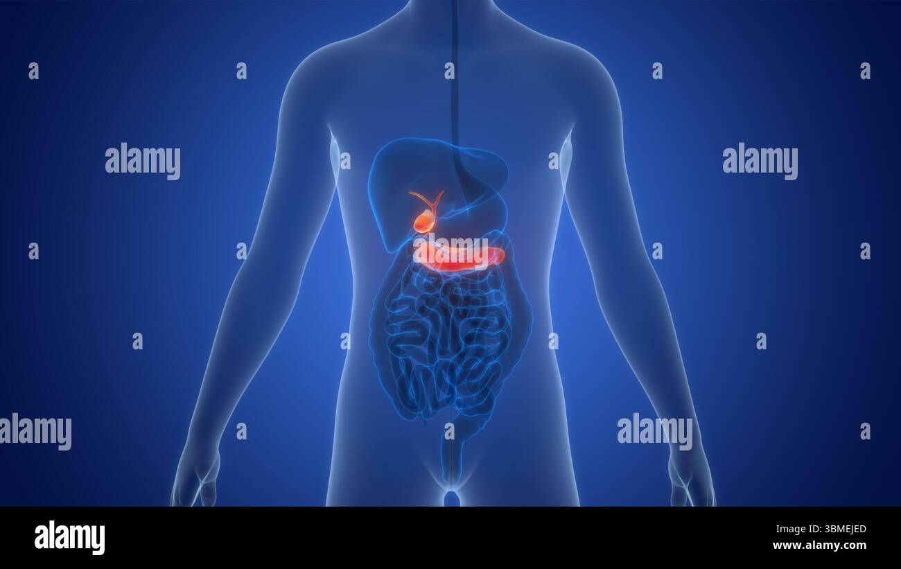 Organes internes humains pancréas avec vésicule biliaire Anatomie Banque D'Images