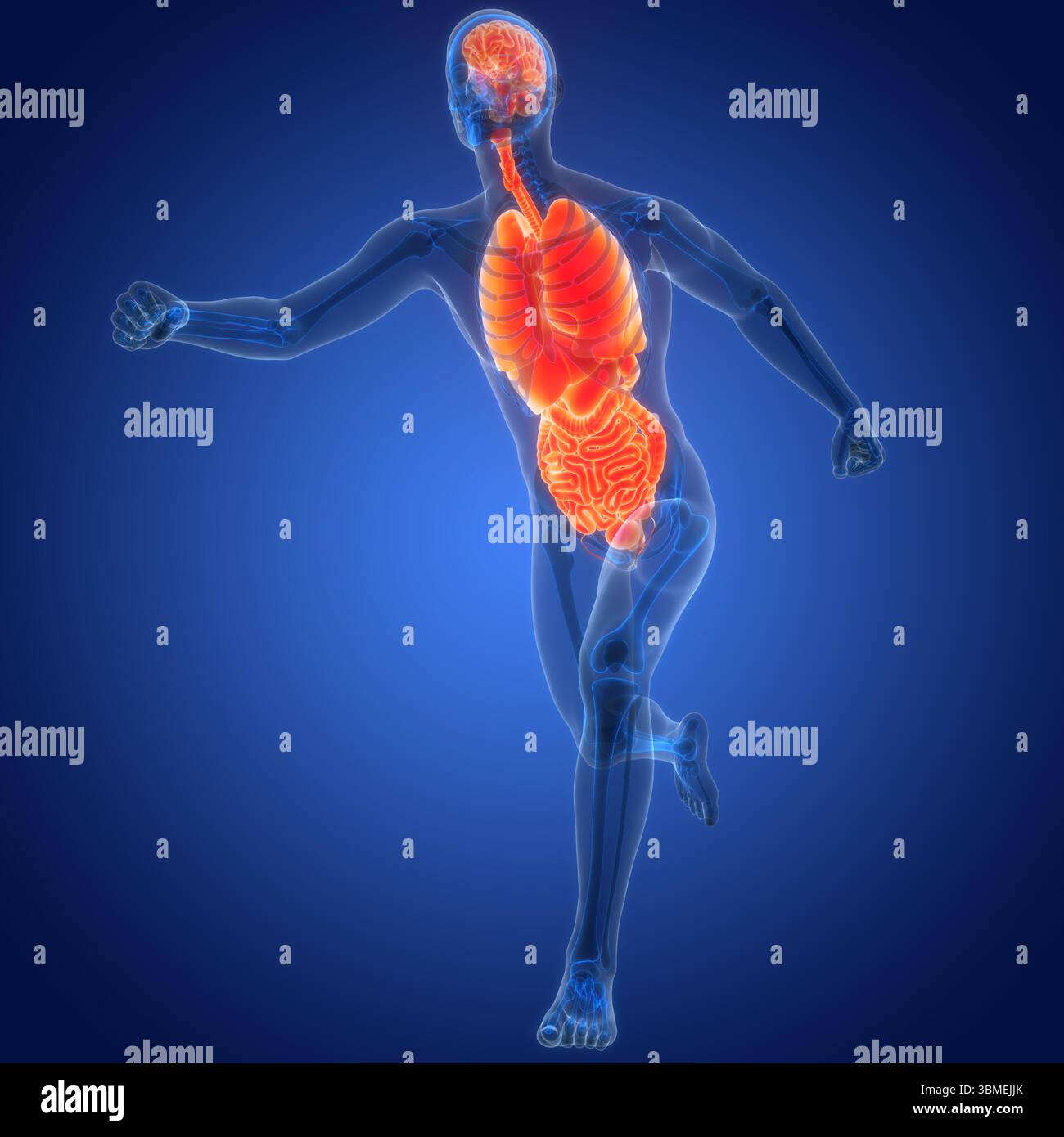 Les droits de l'anatomie des organes internes Banque D'Images