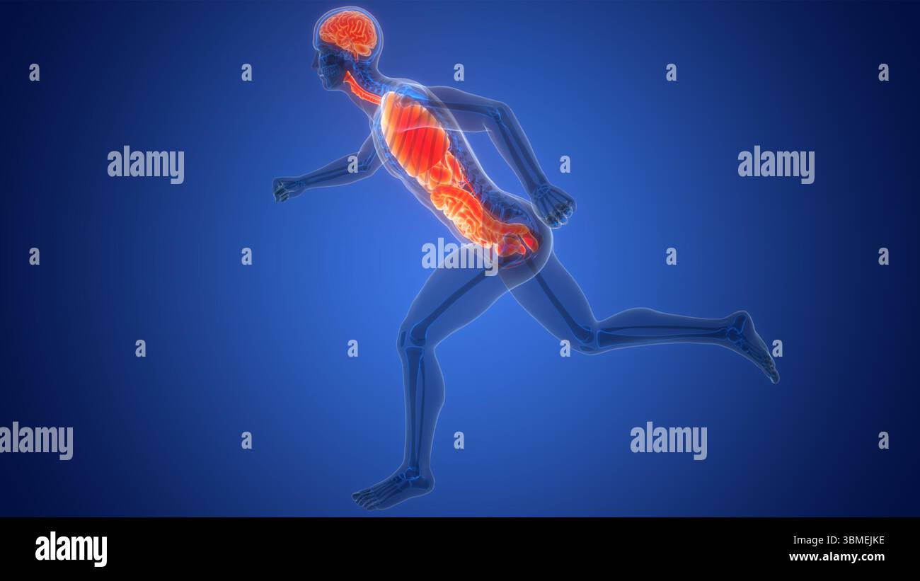 Les droits de l'anatomie des organes internes Banque D'Images