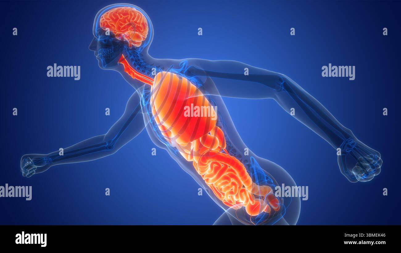 Les droits de l'anatomie des organes internes Banque D'Images