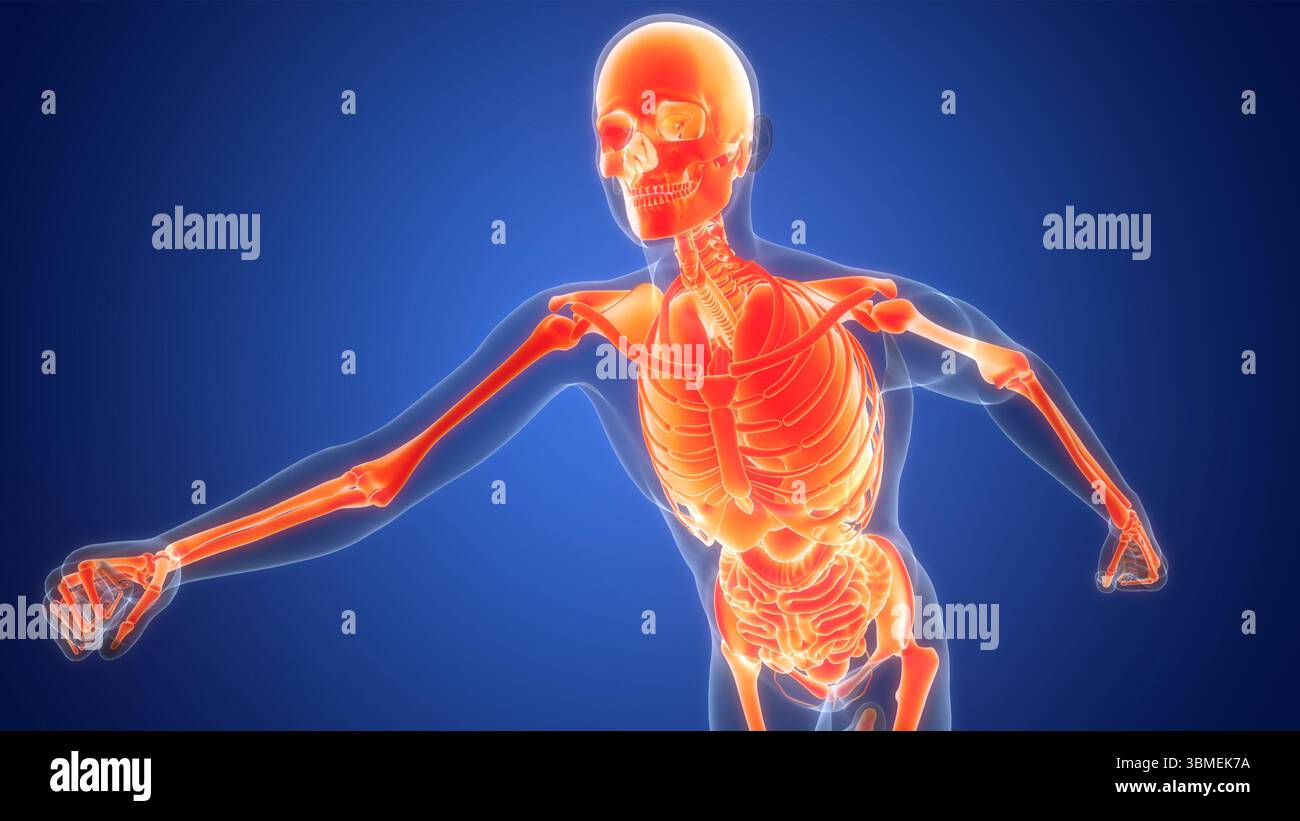 Les droits de l'anatomie des organes internes Banque D'Images