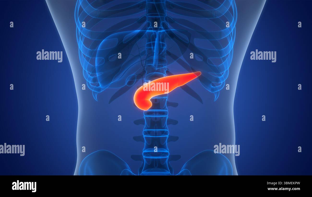 Les organes internes de l'anatomie du pancréas Banque D'Images