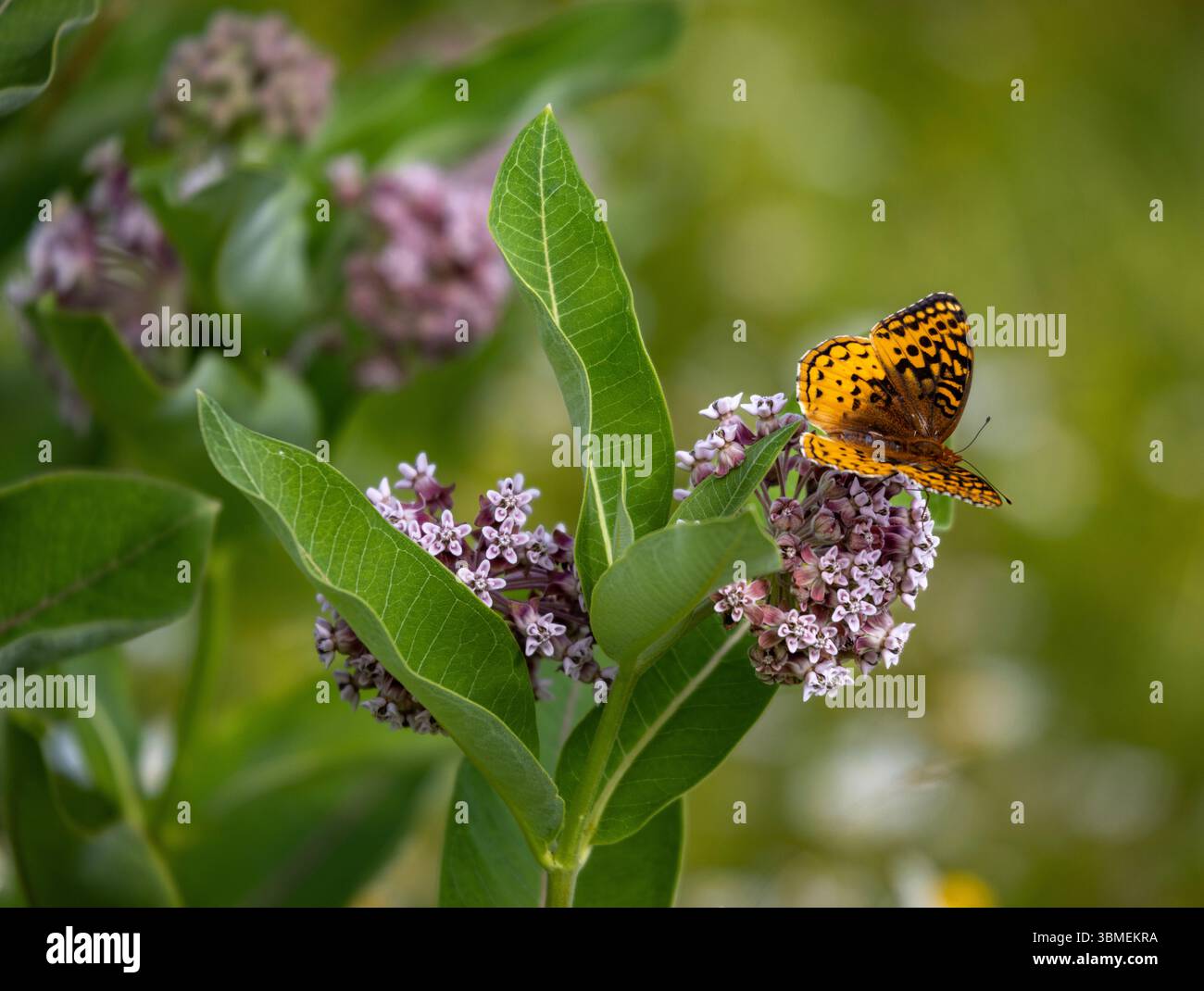 Papillon fritillaire se nourrissant de fleurs d'aspersion communes dans les prairies d'été Banque D'Images