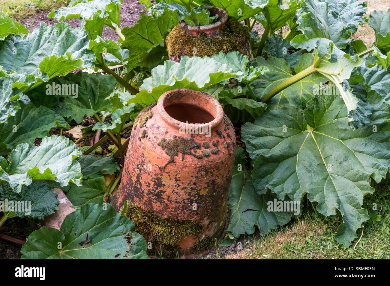 Cloche en terre cuite forçant des pots dans un lit de rhubarbe. Utilisé pour forcer les plantes de rhubarbe. Banque D'Images