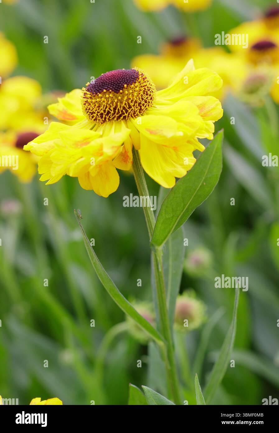 Hélium 'El Dorado'. Fleurs jaune vif de sneezeweed El Dorado à la fin juin. ROYAUME-UNI Banque D'Images