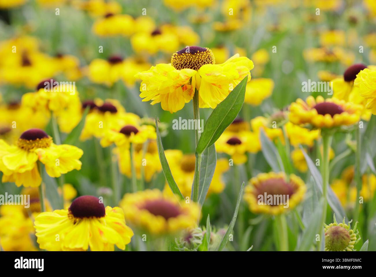 Hélium 'El Dorado'. Fleurs jaune vif de sneezeweed El Dorado à la fin juin. ROYAUME-UNI Banque D'Images