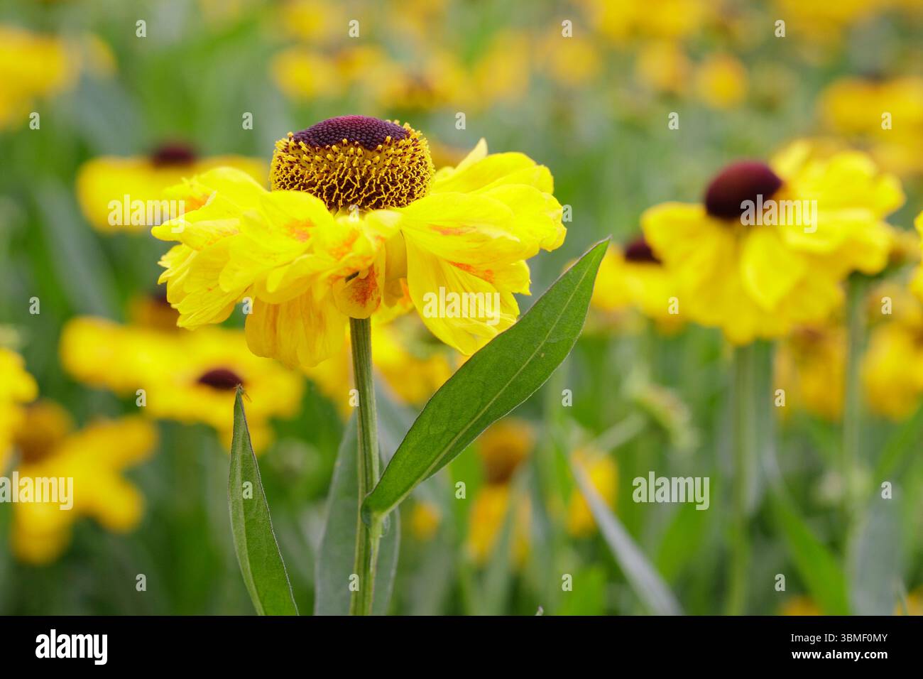 Hélium 'El Dorado'. Fleurs jaune vif de sneezeweed El Dorado à la fin juin. ROYAUME-UNI Banque D'Images
