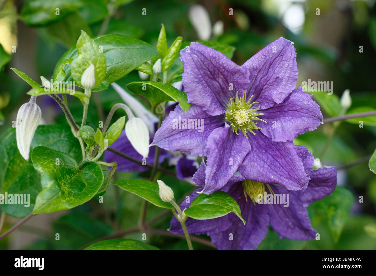 Clematis Harlow Carr floraison fin juin. ROYAUME-UNI Banque D'Images