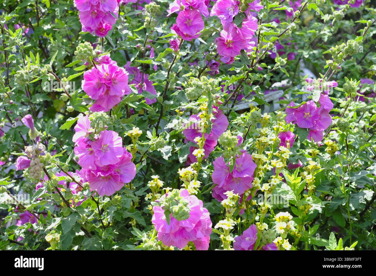 Mauve des arbres (Lavatera arborea) Barnsley bébé en fleur dans un jardin de campagne anglais en été Banque D'Images