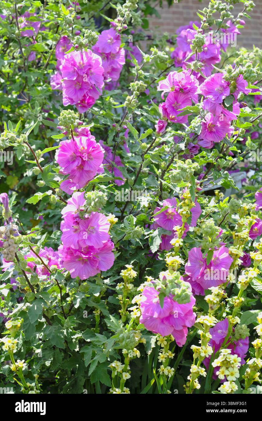 Mauve des arbres (Lavatera arborea) Barnsley bébé en fleur dans un jardin de campagne anglais en été Banque D'Images