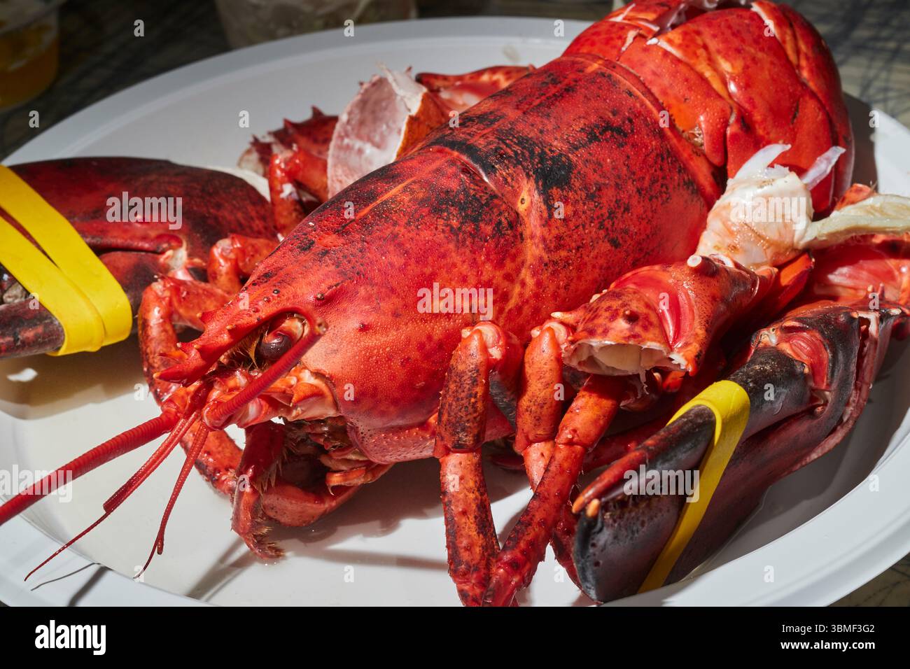 Homard américain servi à Abbotts à Noank, Connecticut ; Amérique ; USA dans le style typique de cabane de fruits de mer Banque D'Images