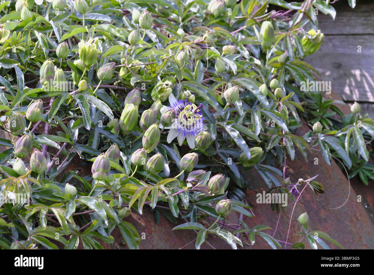 Gros plan de fleurs passionnées en fleurs (Passiflora caerulea) avec des pétales violets et blancs distinctifs entourés d'un feuillage vert brillant et de bourgeons non ouverts Banque D'Images