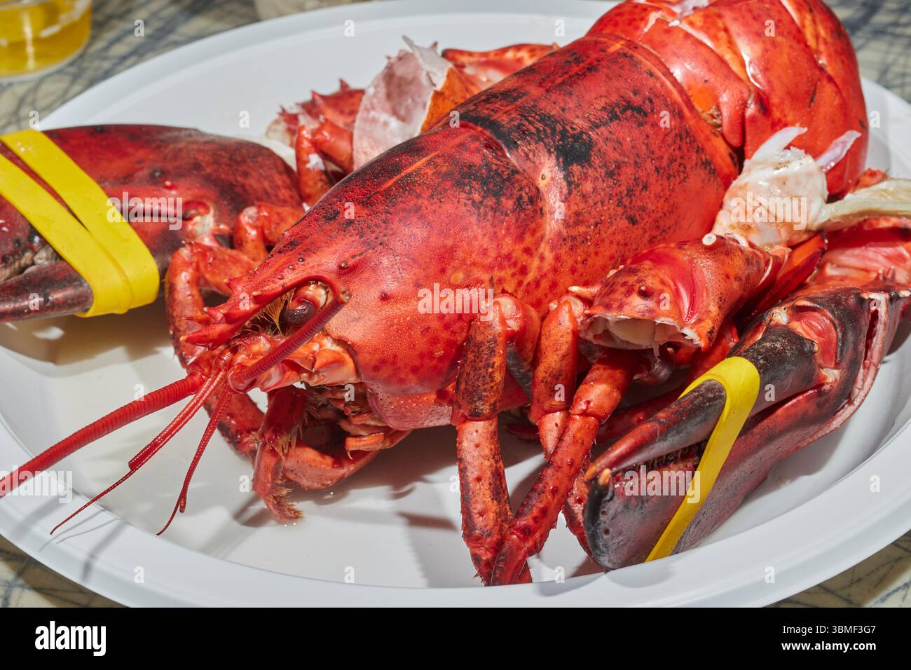 Homard américain servi à Abbotts à Noank, Connecticut ; Amérique ; USA dans le style typique de cabane de fruits de mer Banque D'Images