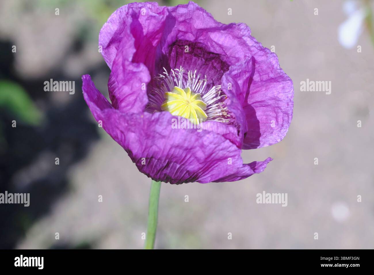 Un coquelicot violet éclatant se dresse haut, ses délicats pétales se déploient pour révéler un centre jaune vif. La lumière douce met en valeur sa texture complexe Banque D'Images