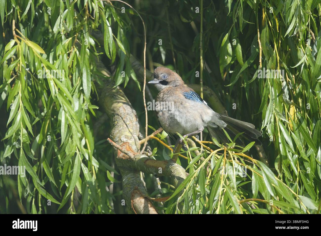 Jay eurasien (Garrulus glandarius), récemment né, perché sur une branche d'arbre de saule, arpentant le monde avec une curiosité fraîche. Banque D'Images