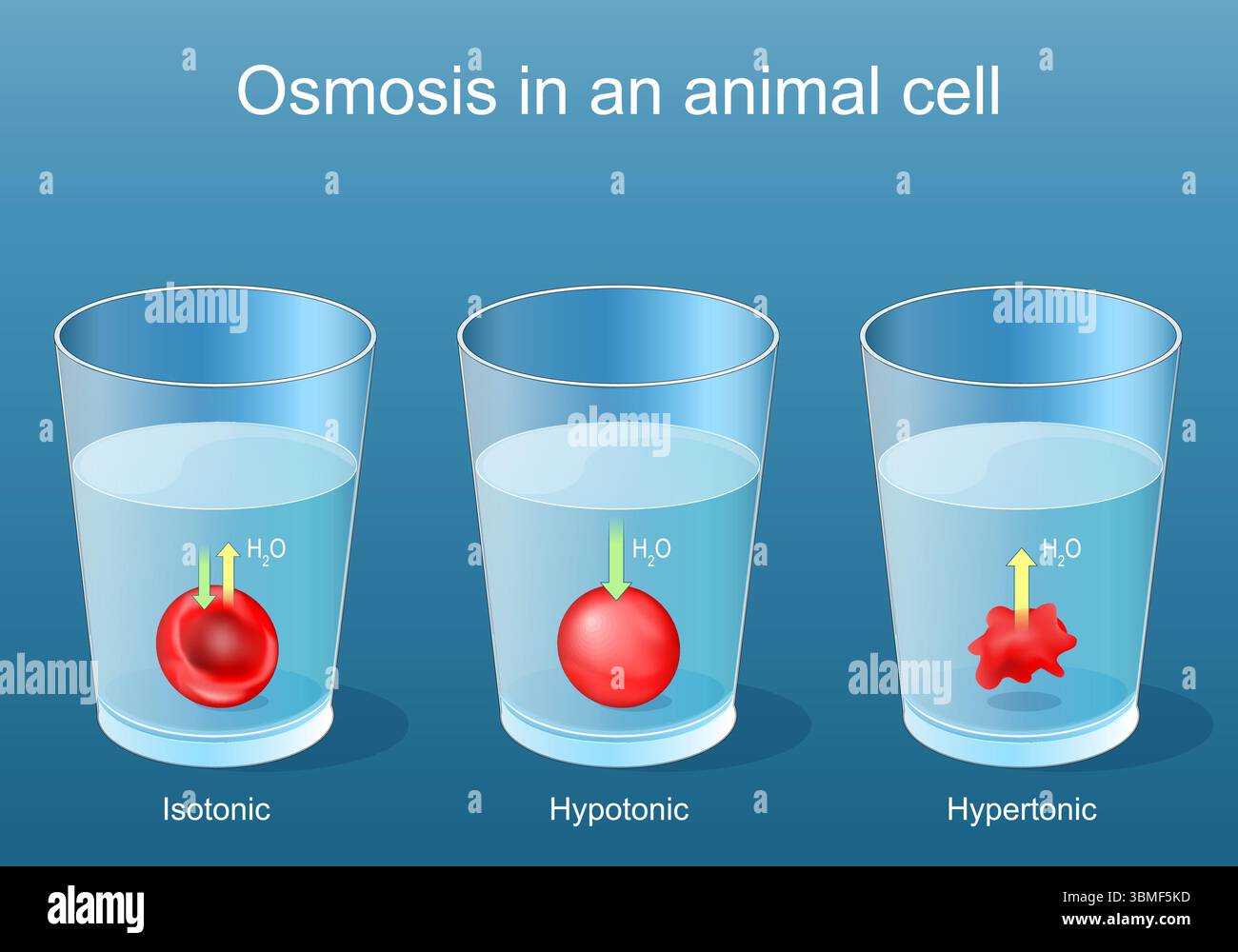 Osmose cellulaire animale. Expérience d'utilisation des globules rouges dans des béchers contenant des solutions hypertoniques, hypotoniques et isotoniques. Affiche vectorielle détaillée Illustration de Vecteur
