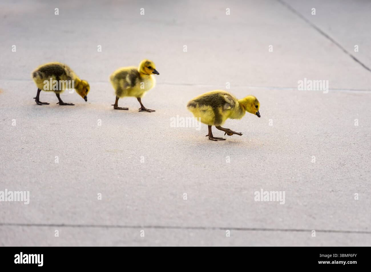 Trois bébés oisons avec une fourrure jaune pelucheuse marchant sur une surface en béton. Présentez la faune urbaine et les jeunes animaux explorant. Banque D'Images