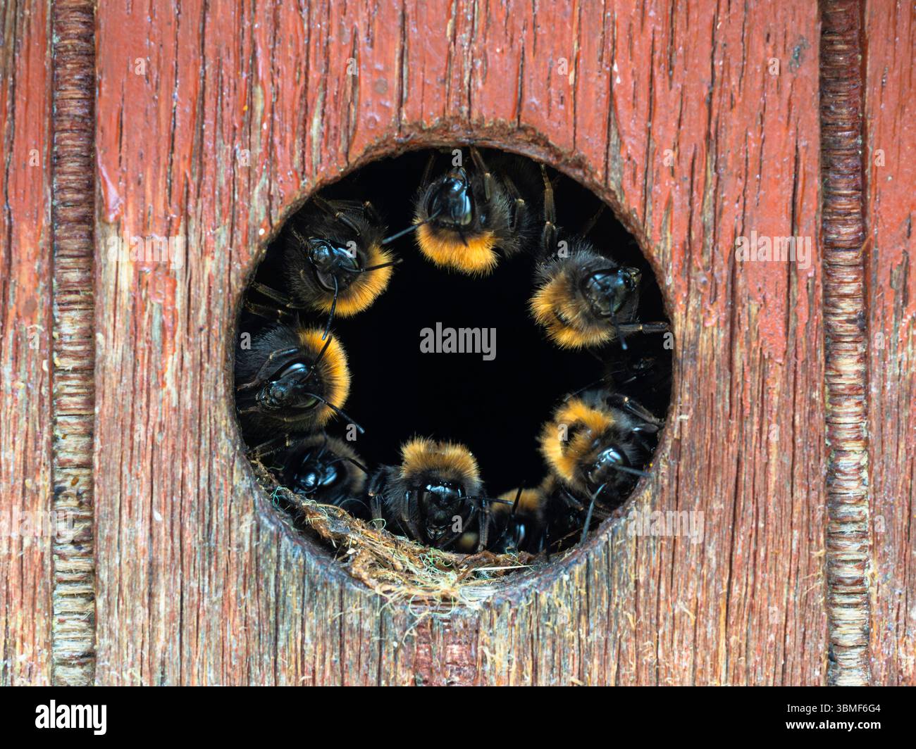 Anneau d'abeilles (Bumblebee arbre (ou Bumblebee de jardin nouveau) Bombus hypnorum) à l'entrée d'une boîte à oiseaux, Suffolk, Angleterre. Obtenir de la pâte de bois pour Nest ? Banque D'Images
